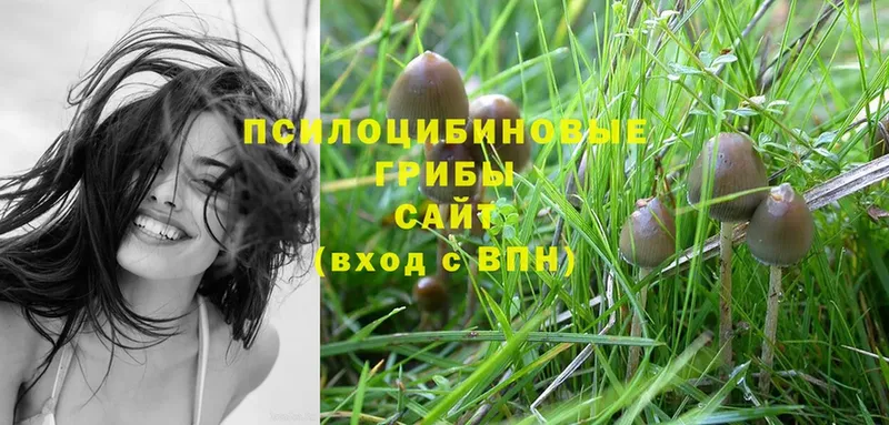 Псилоцибиновые грибы MAGIC MUSHROOMS  Химки 